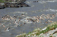 Canada-Yukon-Firth River - Rafting the Artic Slope